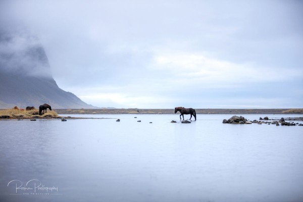 IslandpferdeInIsland-149