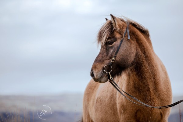 09 Eldhestar Pferde im Portrait-1