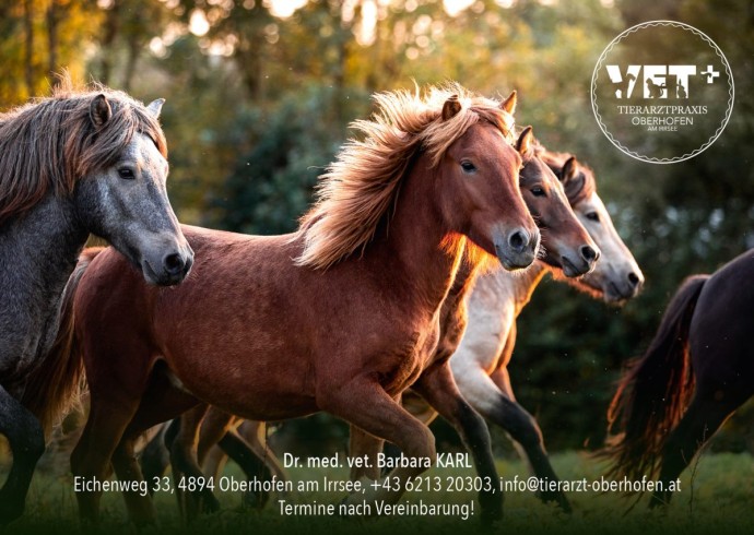 Tierarzt Oberhofen Postkarten Impfen 20213