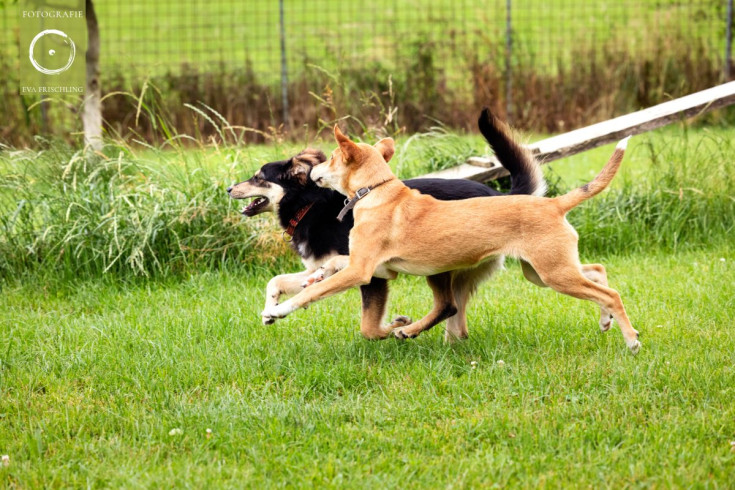 Pfotenhilfe Hunde 2021-1