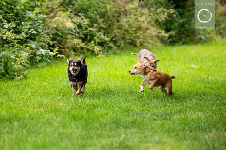 Pfotenhilfe Hunde 2021-10