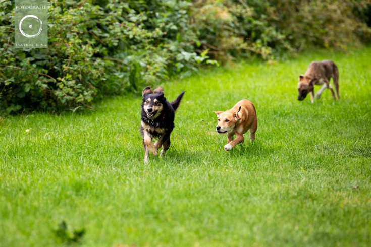 Pfotenhilfe Hunde 2021-11