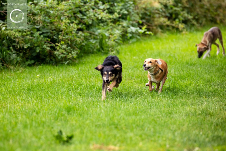 Pfotenhilfe Hunde 2021-12