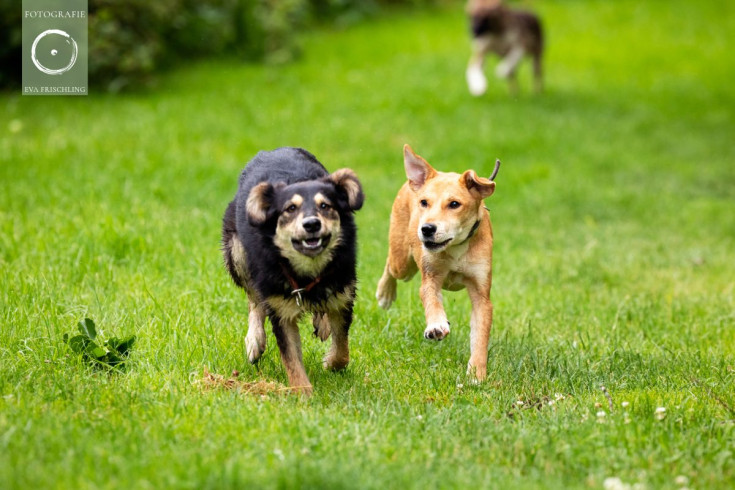 Pfotenhilfe Hunde 2021-13