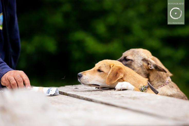 Pfotenhilfe Hunde 2021-19