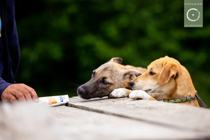 Pfotenhilfe Hunde 2021-20