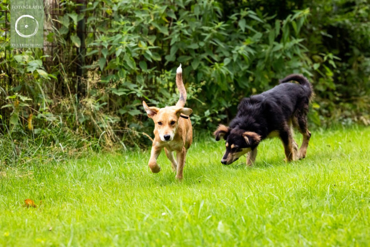 Pfotenhilfe Hunde 2021-26