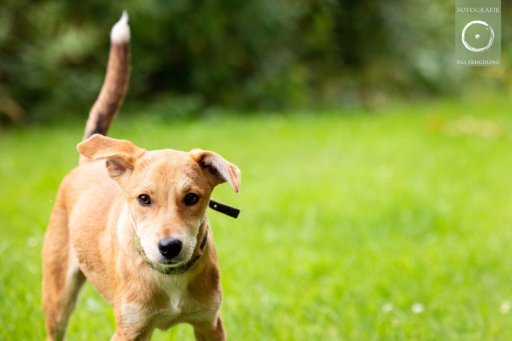 Pfotenhilfe Hunde 2021-27