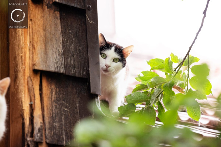 Pfotenhilfe Hunde 2021-28