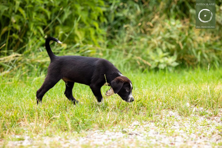 Pfotenhilfe Hunde 2021-30