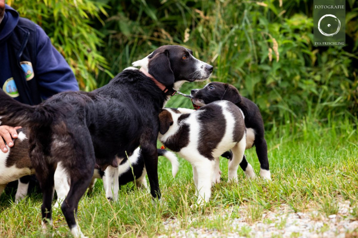 Pfotenhilfe Hunde 2021-37