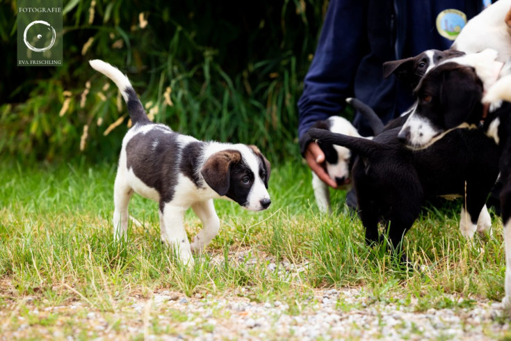 Pfotenhilfe Hunde 2021-38