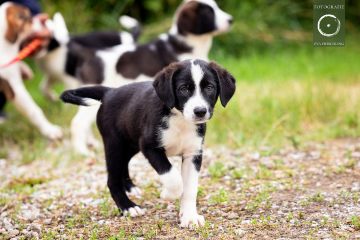 Pfotenhilfe Hunde 2021-39