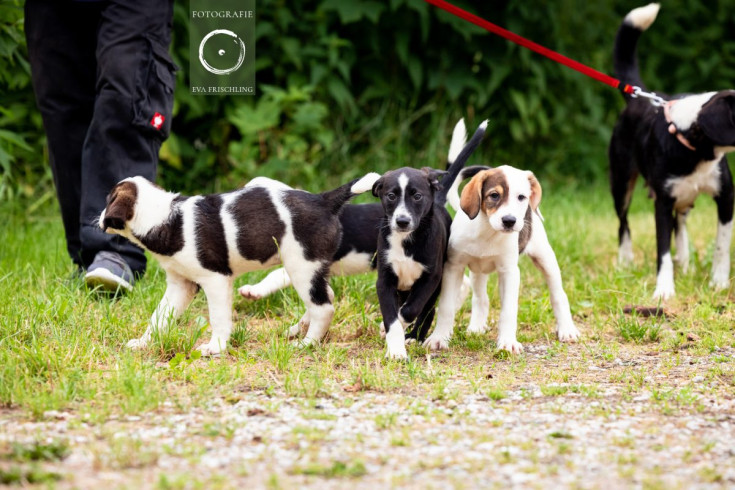 Pfotenhilfe Hunde 2021-42