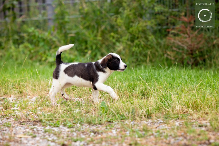 Pfotenhilfe Hunde 2021-43