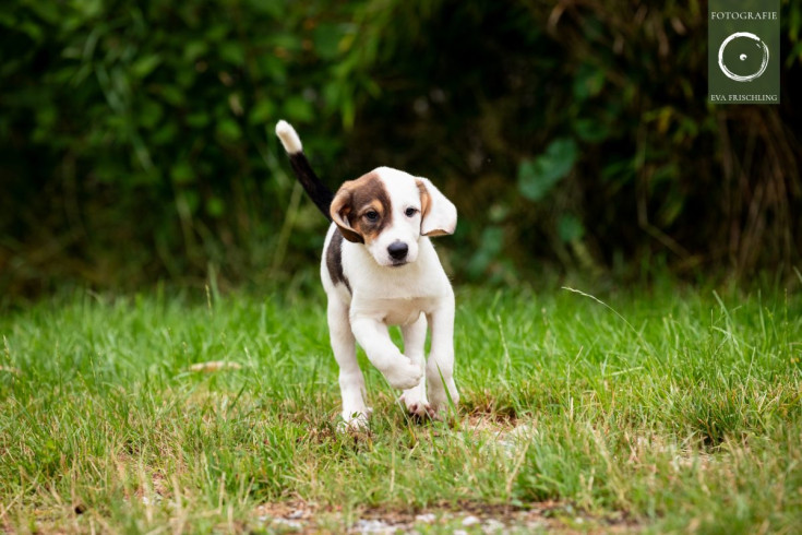 Pfotenhilfe Hunde 2021-44