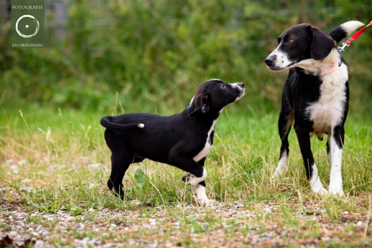 Pfotenhilfe Hunde 2021-46