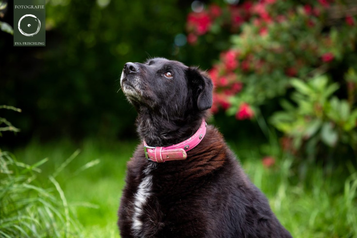 Pfotenhilfe Hunde 2021-47