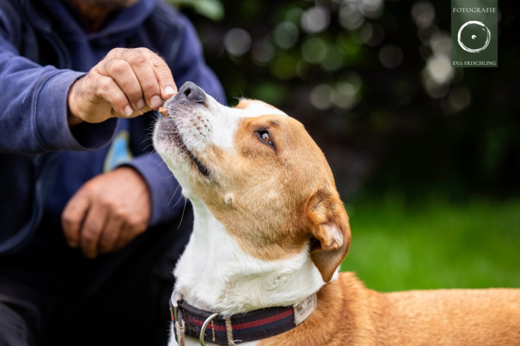 Pfotenhilfe Hunde 2021-52