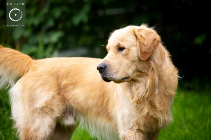 Pfotenhilfe Hunde 2021-55