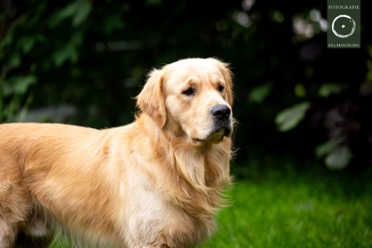 Pfotenhilfe Hunde 2021-56