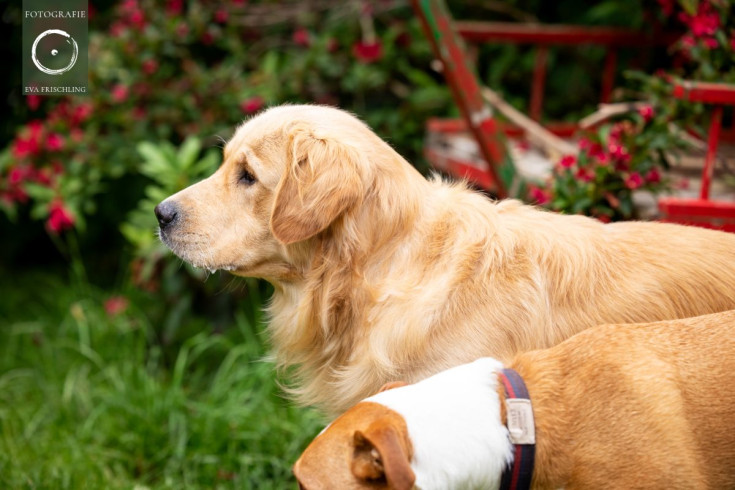 Pfotenhilfe Hunde 2021-59