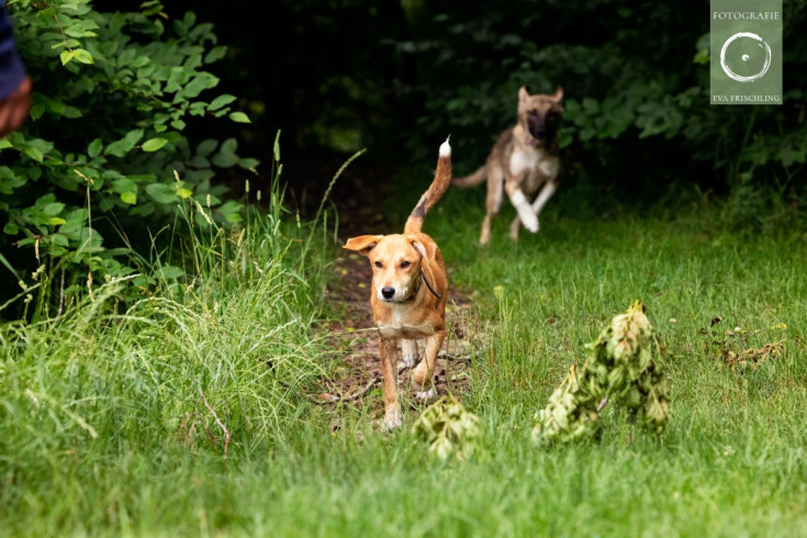 Pfotenhilfe Hunde 2021-6