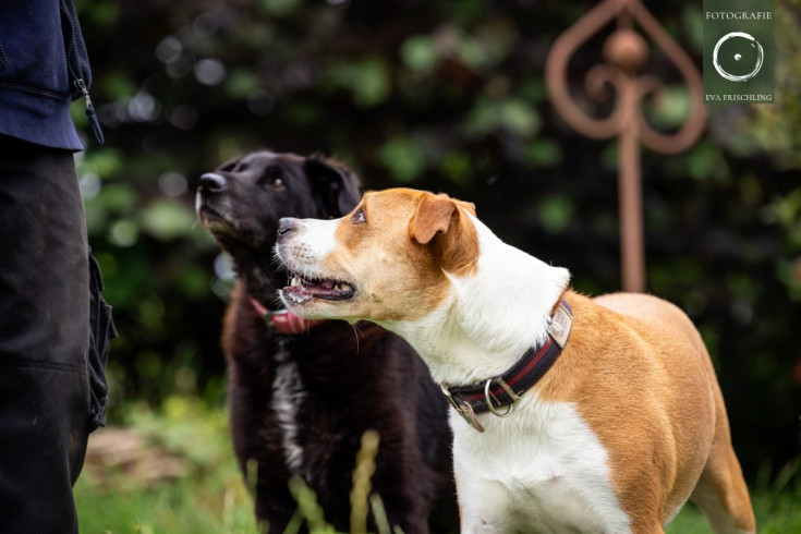 Pfotenhilfe Hunde 2021-61