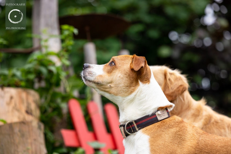 Pfotenhilfe Hunde 2021-62