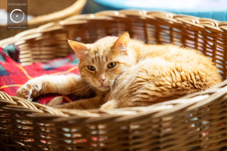 Pfotenhilfe Hunde 2021-63