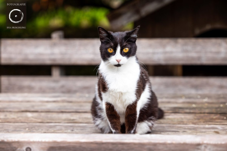 Pfotenhilfe Hunde 2021-67