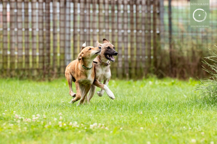Pfotenhilfe Hunde 2021-7