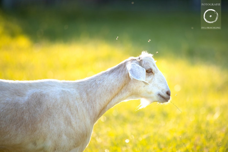 Pfotenhilfe Sommer 2021-1