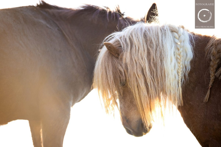 Pfotenhilfe Sommer 2021-10