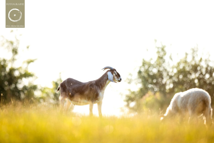 Pfotenhilfe Sommer 2021-14