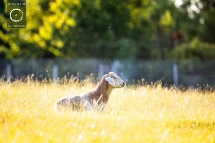 Pfotenhilfe Sommer 2021-15