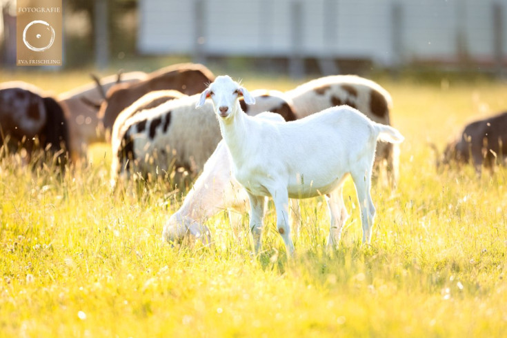 Pfotenhilfe Sommer 2021-17