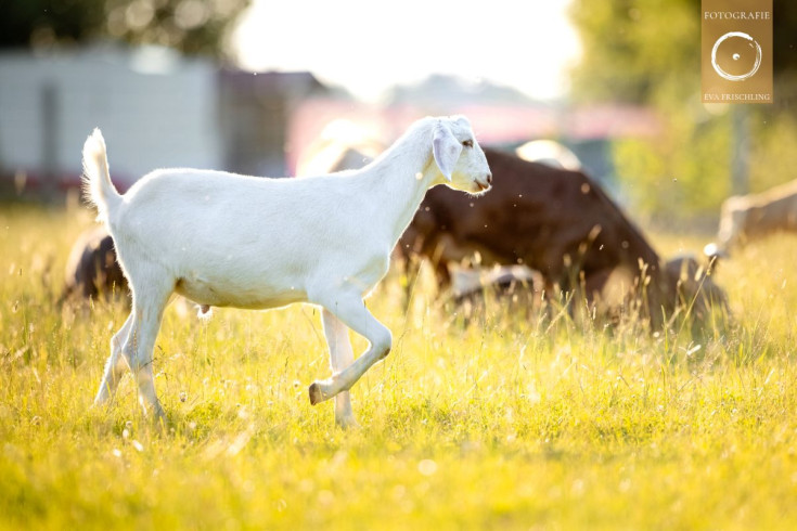 Pfotenhilfe Sommer 2021-18