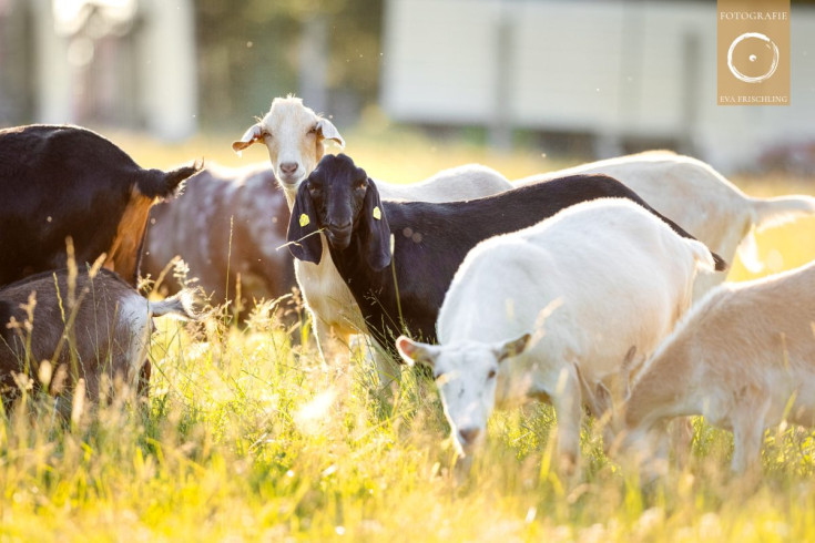 Pfotenhilfe Sommer 2021-19
