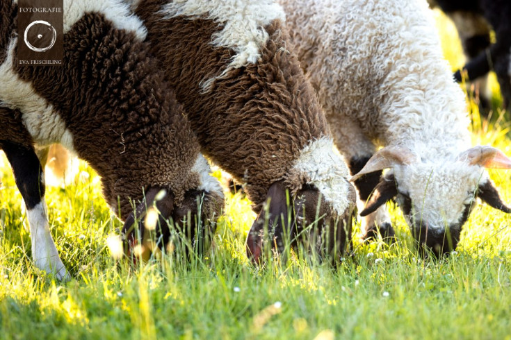 Pfotenhilfe Sommer 2021-2