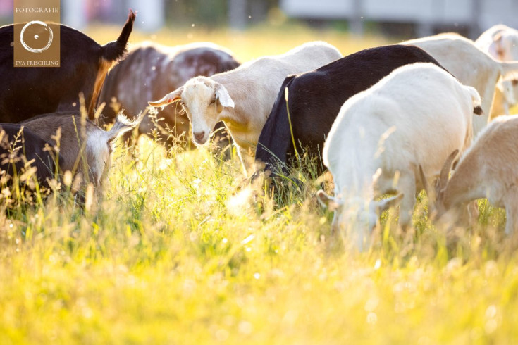 Pfotenhilfe Sommer 2021-20