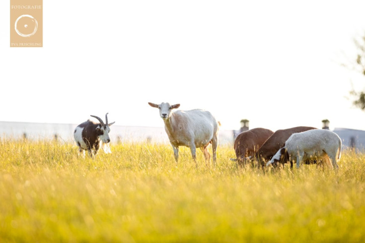 Pfotenhilfe Sommer 2021-21