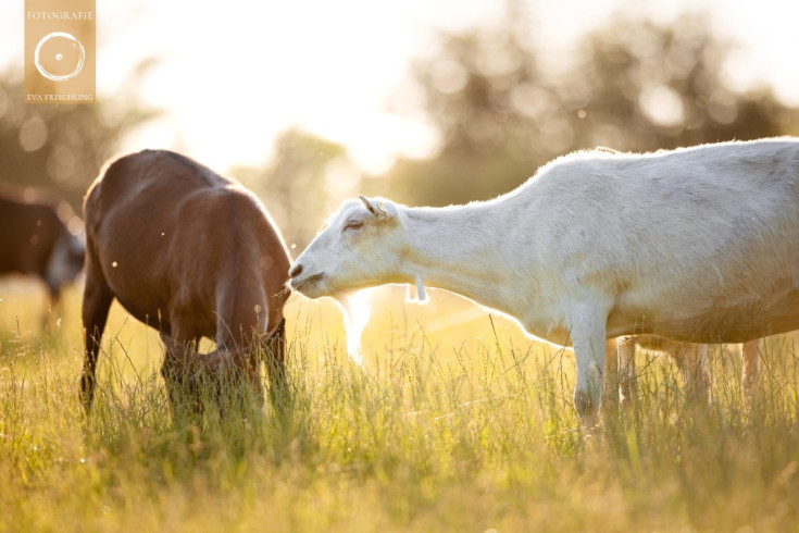 Pfotenhilfe Sommer 2021-23