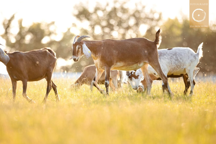 Pfotenhilfe Sommer 2021-24