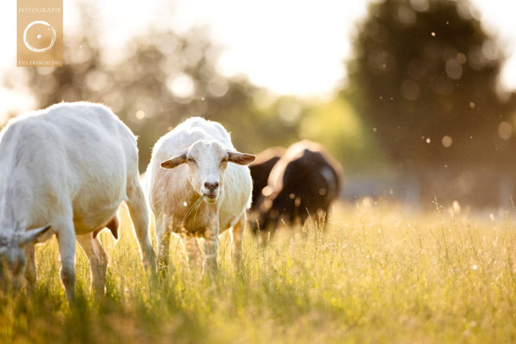 Pfotenhilfe Sommer 2021-26