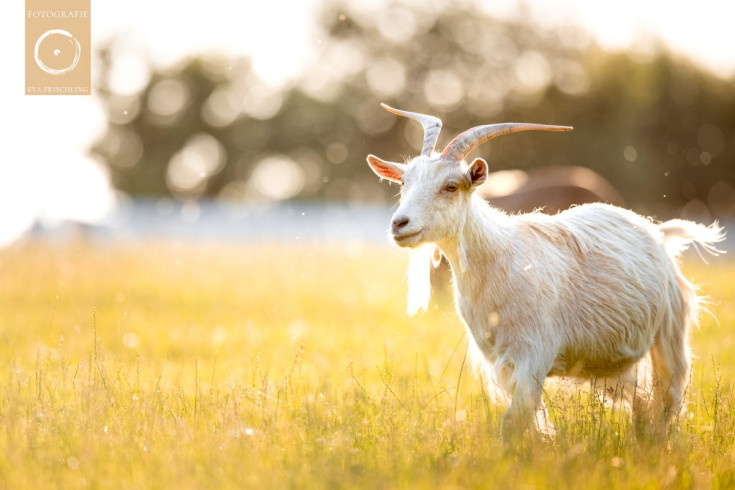 Pfotenhilfe Sommer 2021-28