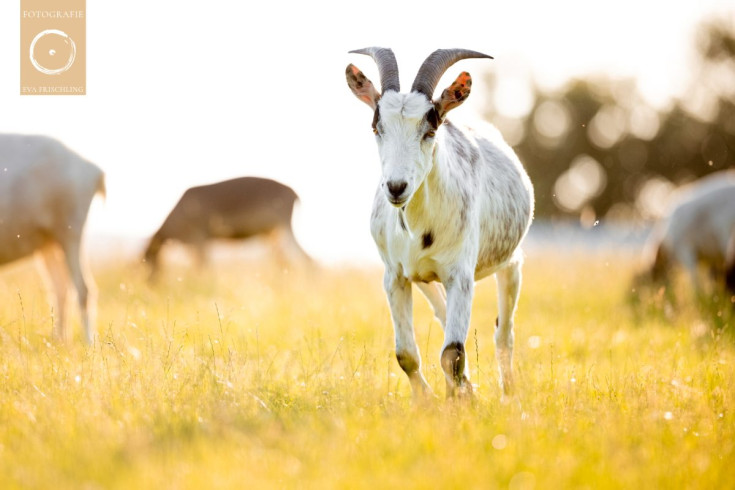 Pfotenhilfe Sommer 2021-30