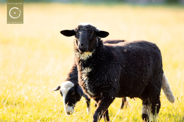 Pfotenhilfe Sommer 2021-32
