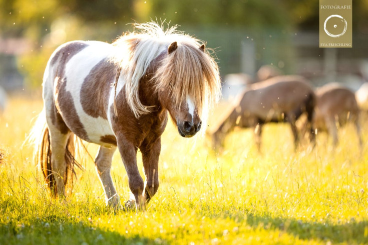 Pfotenhilfe Sommer 2021-34