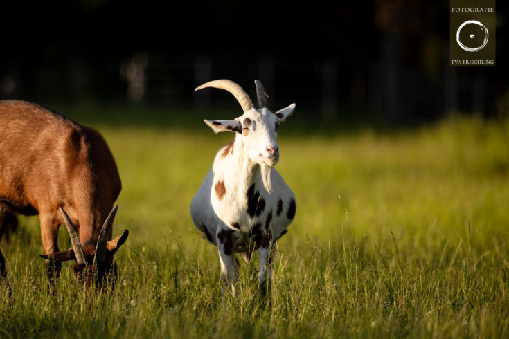 Pfotenhilfe Sommer 2021-35